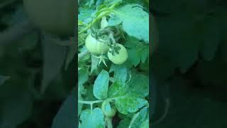 #backyardgardening #garden #208 #idaholifestyle #snakeriver #tomatogarden #tomatotips #gardening