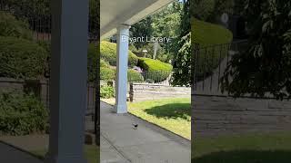 A little bird skipping on the library ground, hoping to find a seed #library #birds #birdlovers