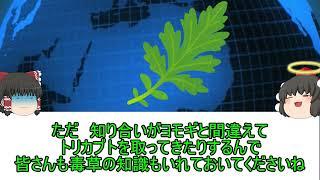 食べられる話／一枚の葉っぱで人生は変わらないが　食卓に一品増えるかもしれない話【雑談】