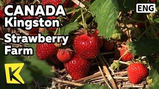 【K】Canada Travel-Kingston[캐나다 여행-킹스턴]유기농 딸기 농장/Strawberry Farm/Organic