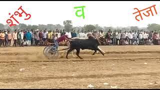 SHANKAR PAT /OX RACE