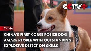 China's First Corgi Police Dog Amazes People with Outstanding Explosive Detection Skills