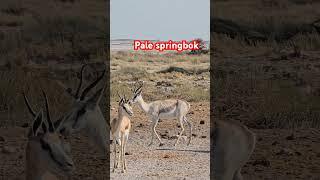 I found this pale springbok  #antelope #springbok #wildlife