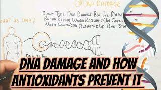 DNA Damage (SSB) Mechanism And Antioxidant For Prevention