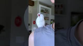 Funniest Parrot Moments Synced to Viral Music #birds #funny #pets #parrot