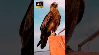 4K #eagle #hawk #falcon #osprey #bald_eagle  | EH Science Club