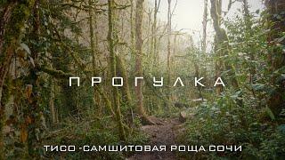 Прогулка. Тисо - самшитовая роща в Сочи. Март 2021. Sony a6000 video