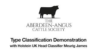 Aberdeen Angus Society Type Classification demo