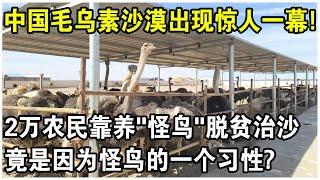 300隻“怪鳥”放入毛烏素沙漠腹地，860万亩流沙重披绿装！20000農民脫貧又治沙，竟是因為怪鳥的一個習性？