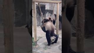 Panda Disco #funny #animals #panda #funnyvideo #dance #disco #fyp #pandas #pandalover #viralshorts