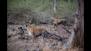 Incredible sighting of a tiger family in Kabini, India