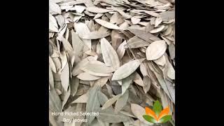 Hand Picked Selected Bay Leaves