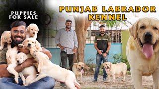 Punjab Labrador Puppies for Sale | Lowest Price | Coimbatore Dog Kennel | All India Delivery