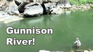 Gunnison River Colorado - Fly Fishing Tailwater of the Blue Mesa Reservoir - McFly Angler Episode 27