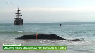 Baleia encalhada em praia é resgatada após 18 horas em Santa Catarina