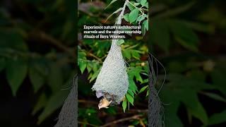 Baya weaver birds courtship and mating ritual #birds #wildlife #nest #shorts #nature