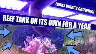 Reef tanks, corals and fish on their own for a year. No reef maintenance, no water changes.