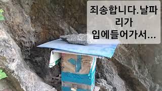 토종벌.요상한 꿈 때문에 설통확인산행 역시나 꿈은 정확했다.이러다10통넘긴다. ㅋㅋㅋ