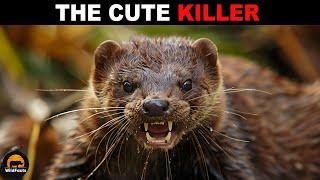 AMERICAN MINK - Nature's Fearless Killer