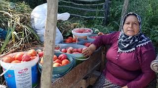 Sinop Boyabat Bağlıca köyü domates üretimi ve salça yapımı ile ilgili köylü  milletin efendisidir