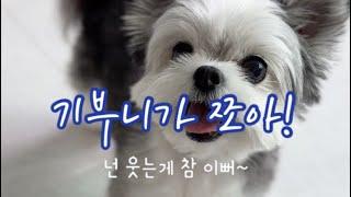 햅삐빠삐 #행복한오후 #햅삐독 #happydog