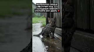 Милое создание так больно смотреть на их такую жизнь еды добра та хвостикам️️️