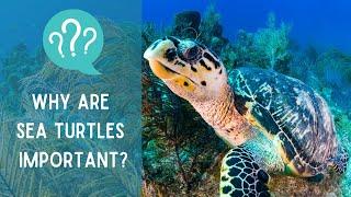 Why are SEA TURTLES important for the ENVIRONMENT?