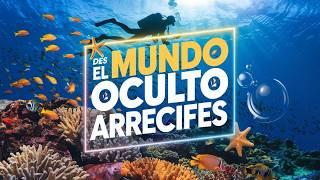 EL MUNDO OCULTO de los arrecifes de coral: DOCUMENTAL EN ESPAÑOL