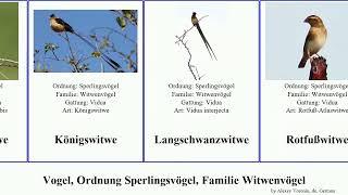 Vogel, Ordnung Sperlingsvögel, Familie Witwenvögel bird Passeriformes Glanzwitwe Rotfußwitwe Sweet