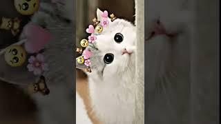 short kucing lucu imut Kawaipart 1