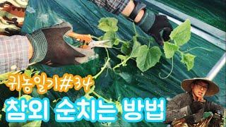 참외 순치는 방법/순치기/참외농사 - 파파스트리농장