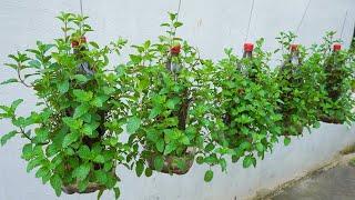 Why didn't I know this sooner, growing mint in plastic bottles is super easy