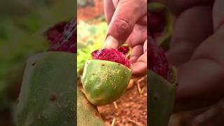 How do You Harvest Cactus Fruits || Cactus Prickly Pear #cactus #satisfying #shorts #cactusplant