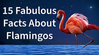 15 Fabulous Facts About Flamingos you should know!!!