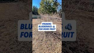 Pruning Blueberries for More Fruit #shorts #fruittrees #blueberries #pruning #growyourownfood