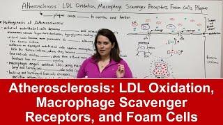 Atherosclerosis Pathogenesis (LDL Oxidation, Macrophage Scavenger Receptors, Foam Cells, & Plaques)