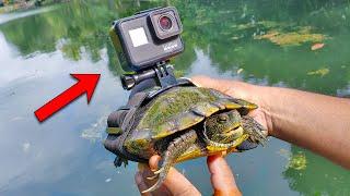 BEST GoPro on a Turtle! Swimming Underwater