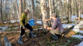 This is What it REALLY Takes to Make Alaskan Birch Syrup