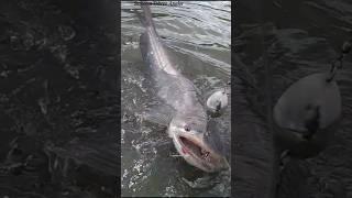 Big Wallago Auttu Pathan fish Catch#shorts