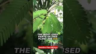 Natural Cure for Hemorrhoids - Mimosa Plant