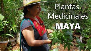 La Mujer de la Medicina Maya Explica Principios de las Plantas Medicina