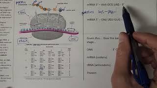 Transcription and translation introduction