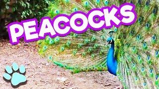 Funniest Peacock Clips 2018 | #thatpetife