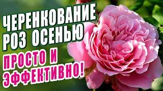 ЧЕРЕНКОВАНИЕ РОЗ ОСЕНЬЮ. ПРОСТОЙ И ЭФФЕКТИВЫЙ СПОСОБ РАЗМНОЖЕНИЯ РОЗ. СОЗДАЕМ СОБСТВЕННЫЙ САД РОЗ