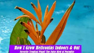 How I Grow Heliconias Indoors and Outside | False Bird of Paradise