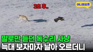 독수리를 만만하게 봤던 야생 늑대의 최후 I KBS 수요기획 070117 방송