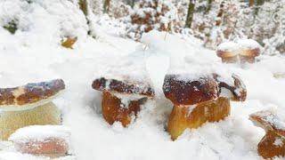 Mushrooms 2024 SHOCKING !!! FIRST SNOW WITH BOLETUS EDULIS! TODAY OVERCOME THE COLD!️ MUSHROOMING