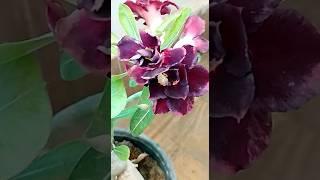 #shorts #short #trending #viral #adenium #ytshorts #flowers #garden #flower#natureworld1616