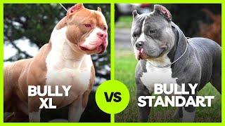 American Bully XL vs American Bully Standard: What are the biggest differences and advantages?!