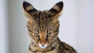 How Much is a Savannah Cat? 